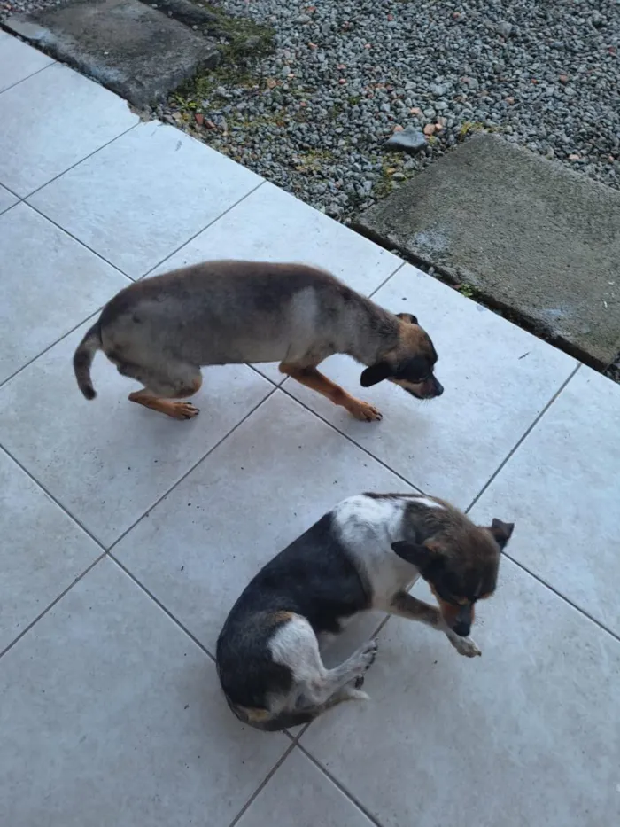 Cachorro raça SRD-ViraLata idade 6 ou mais anos nome Belinha e Maria 