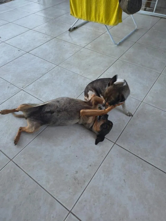 Cachorro raça SRD-ViraLata idade 6 ou mais anos nome Belinha e Maria 