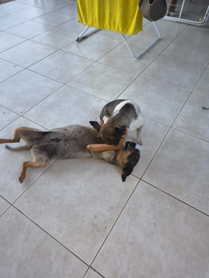 Cachorro raça SRD-ViraLata idade 6 ou mais anos nome Belinha e Maria 