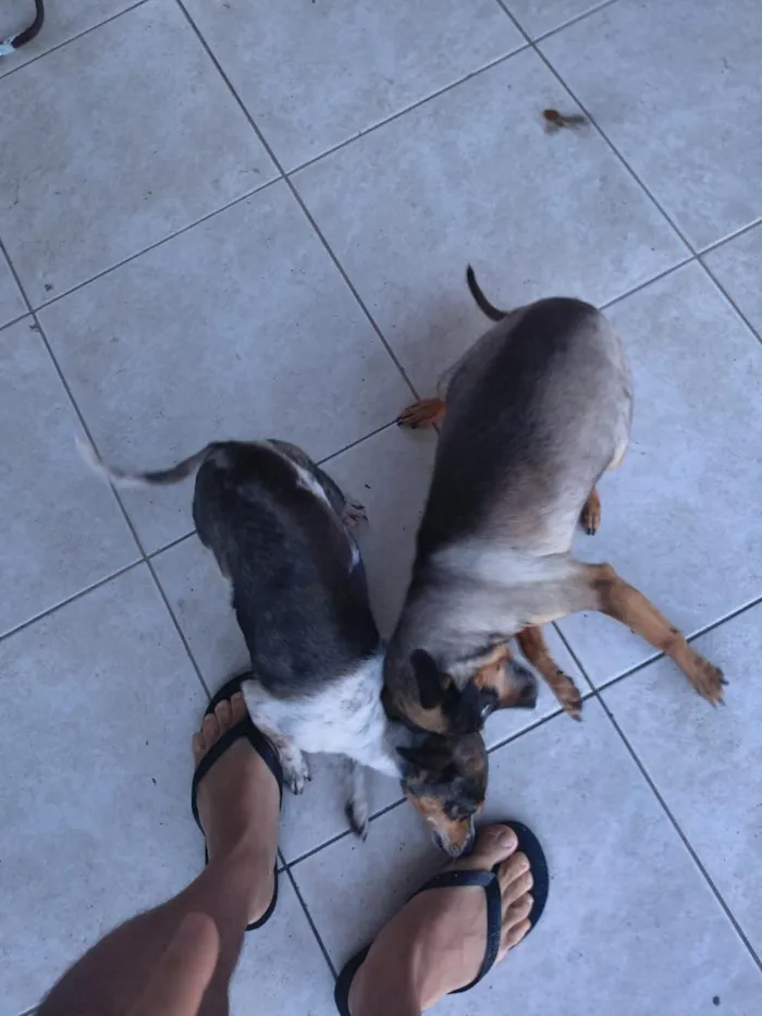Cachorro raça SRD-ViraLata idade 6 ou mais anos nome Belinha e Maria 