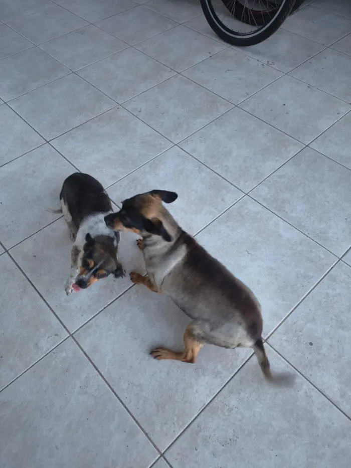 Cachorro raça SRD-ViraLata idade 6 ou mais anos nome Belinha e Maria 