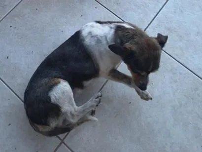 Cachorro raça SRD-ViraLata idade 6 ou mais anos nome Belinha e Maria 