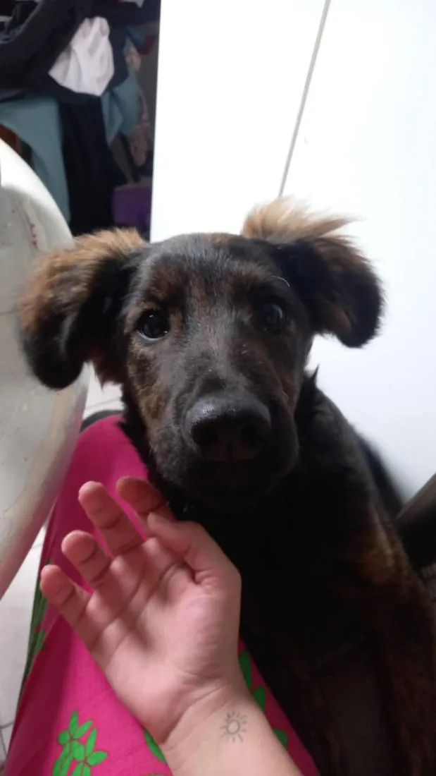 Cachorro raça Pastor Alemão idade 2 a 6 meses nome Luffy