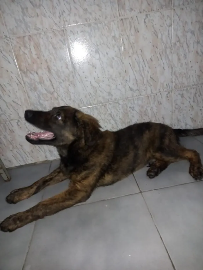 Cachorro raça Pastor Alemão idade 2 a 6 meses nome Luffy