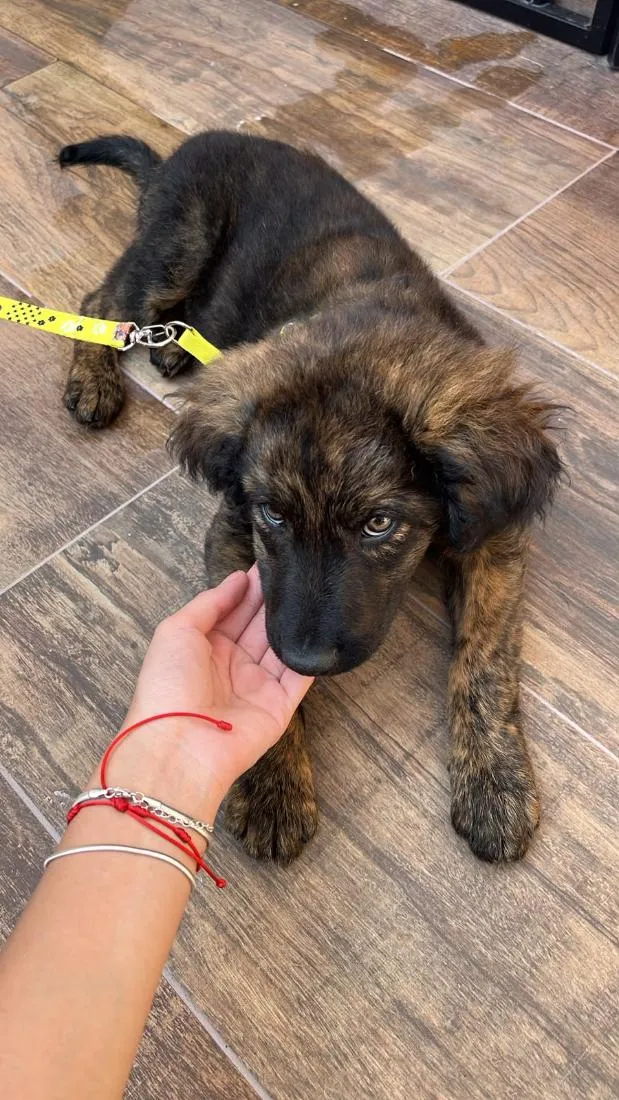 Cachorro raça Pastor Alemão idade 2 a 6 meses nome Luffy