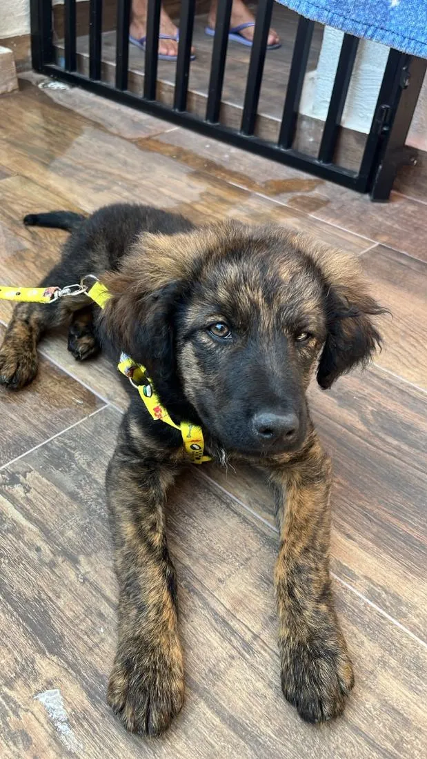 Cachorro raça Pastor Alemão idade 2 a 6 meses nome Luffy