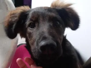 Cachorro raça Pastor Alemão idade 2 a 6 meses nome Luffy