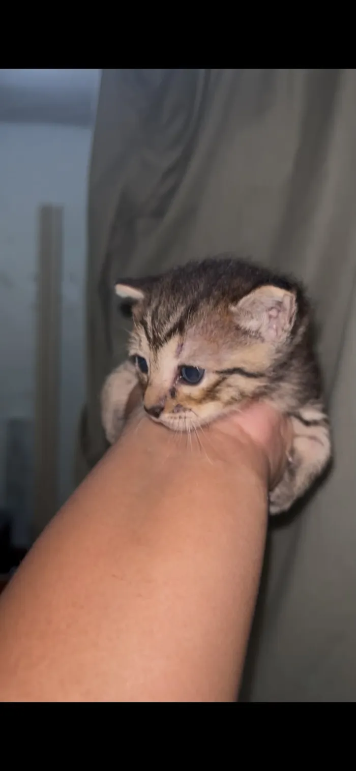 Gato raça SRD-ViraLata idade Abaixo de 2 meses nome rajadinho