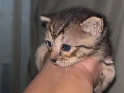 Gato raça SRD-ViraLata idade Abaixo de 2 meses nome rajadinho