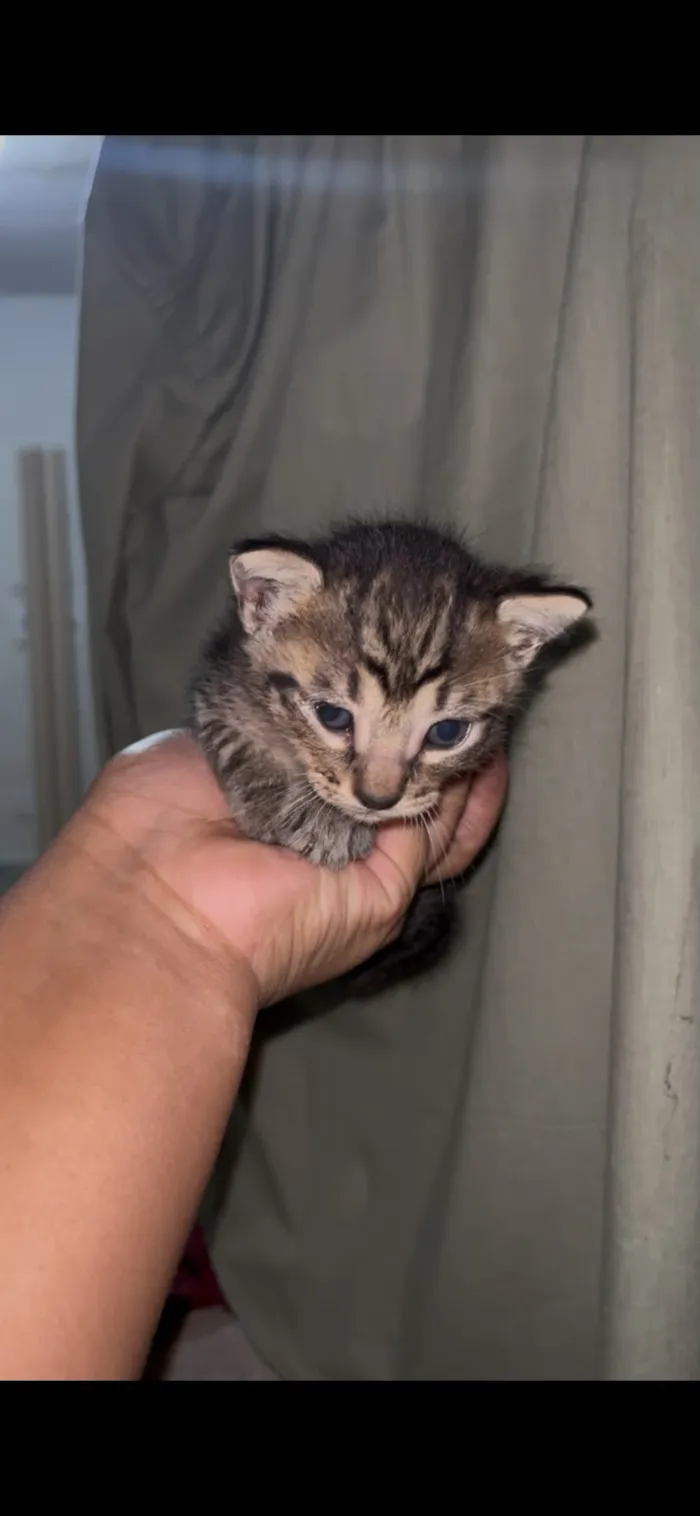 Gato raça SRD-ViraLata idade Abaixo de 2 meses nome rajadinho