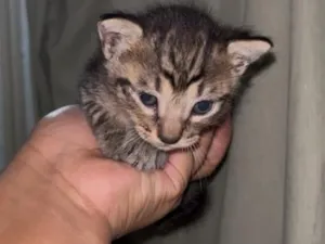 Gato raça SRD-ViraLata idade Abaixo de 2 meses nome rajadinho
