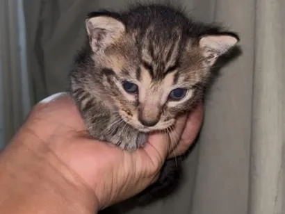 Gato raça SRD-ViraLata idade Abaixo de 2 meses nome rajadinho
