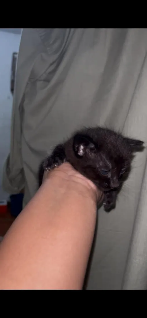 Gato raça SRD-ViraLata idade 2 a 6 meses nome pretinho ou pretinha