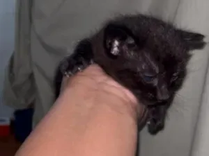 Gato raça SRD-ViraLata idade 2 a 6 meses nome pretinho ou pretinha