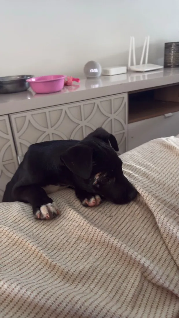 Cachorro raça SRD-ViraLata idade 2 a 6 meses nome Tyson