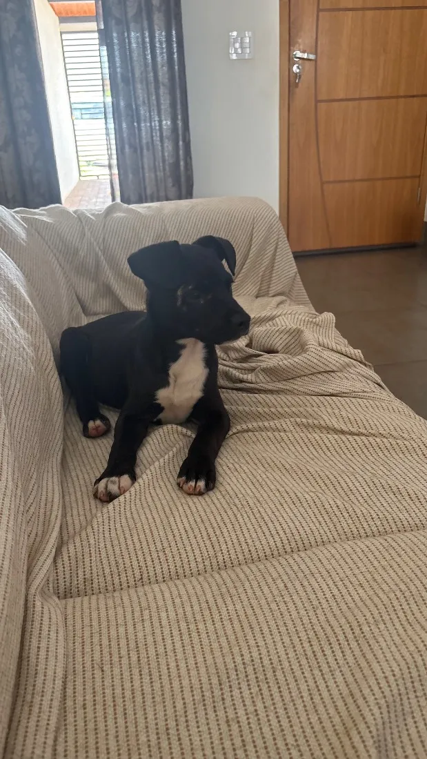 Cachorro raça SRD-ViraLata idade 2 a 6 meses nome Tyson