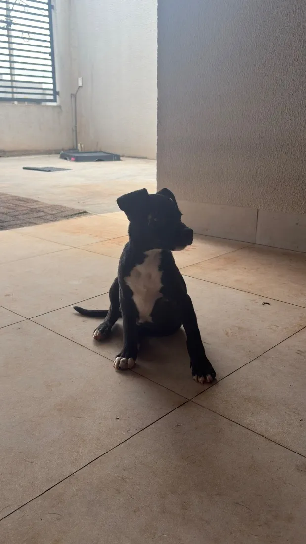 Cachorro raça SRD-ViraLata idade 2 a 6 meses nome Tyson