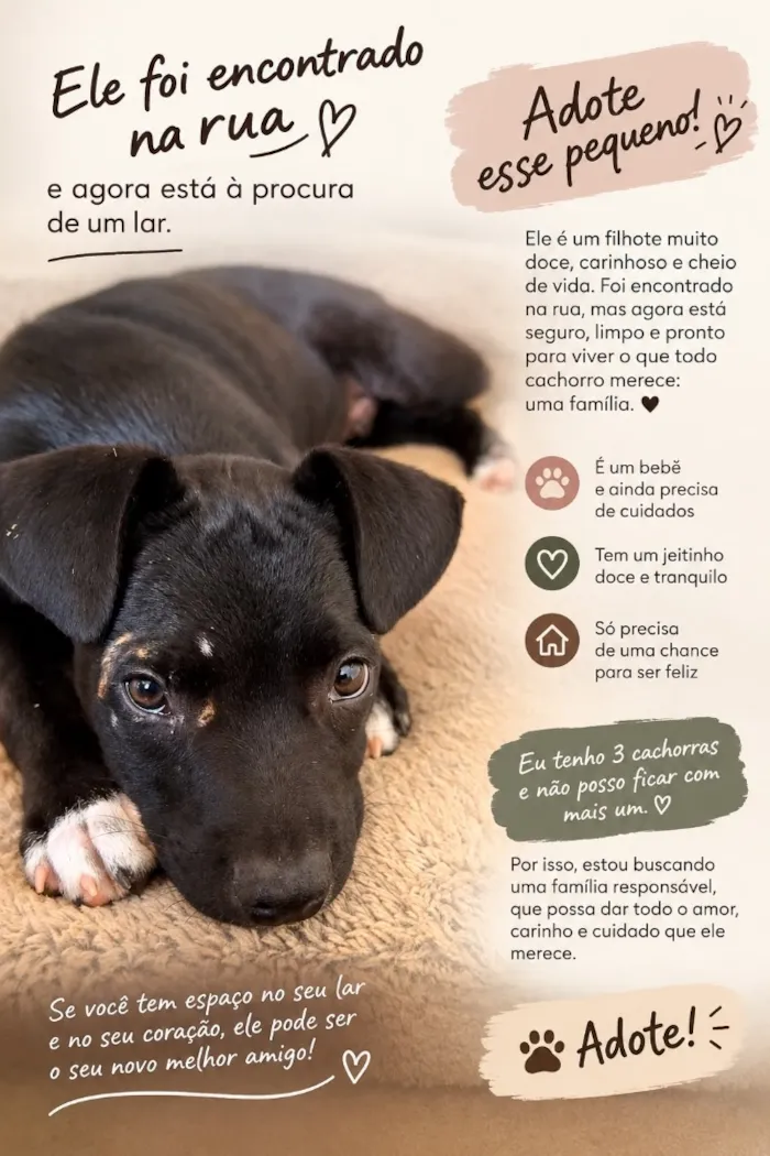 Cachorro raça SRD-ViraLata idade 2 a 6 meses nome Tyson
