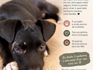 Cachorro raça SRD-ViraLata idade 2 a 6 meses nome Tyson