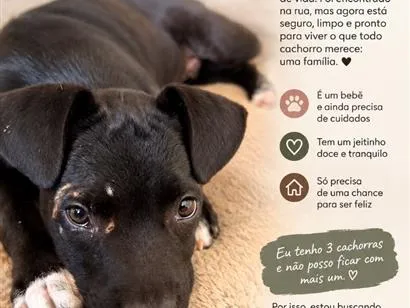Cachorro raça SRD-ViraLata idade 2 a 6 meses nome Tyson