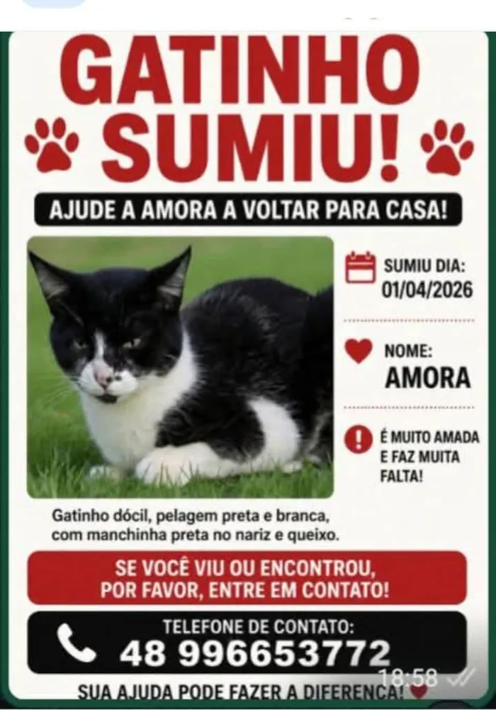 Gato raça SRD-ViraLata idade 2 a 6 meses nome Amora