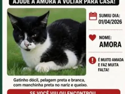 Gato raça SRD-ViraLata idade 2 a 6 meses nome Amora