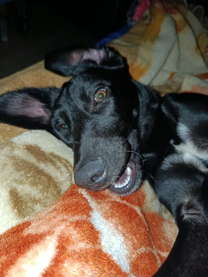 Cachorro raça SRD-ViraLata idade 7 a 11 meses nome José 