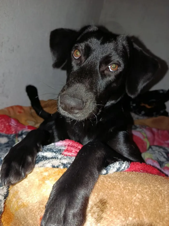 Cachorro raça SRD-ViraLata idade 7 a 11 meses nome José 