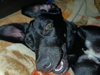 Cachorro raça SRD-ViraLata idade 7 a 11 meses nome José 