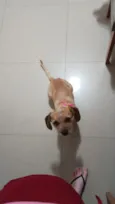 pelúcia 