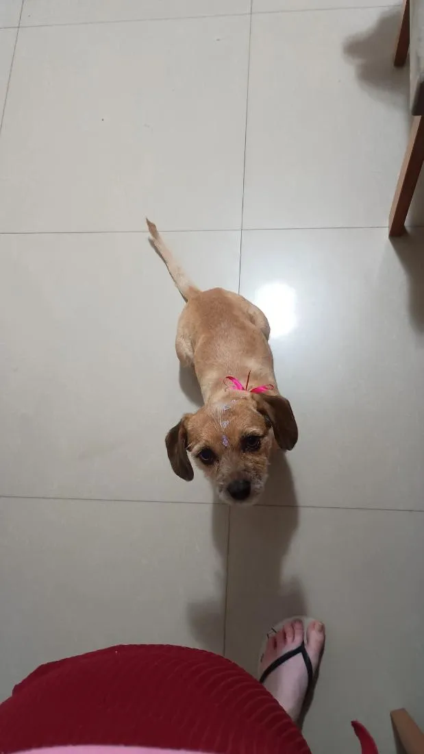 Cachorro raça SRD-ViraLata idade 2 anos nome pelúcia 