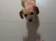 pelúcia 
