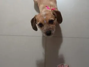 Cachorro raça SRD-ViraLata idade 2 anos nome pelúcia 