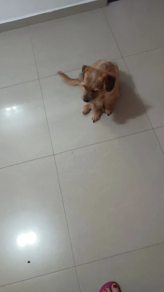 Cachorro raça SRD-ViraLata idade 2 anos nome pelúcia 