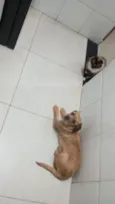 pelúcia 