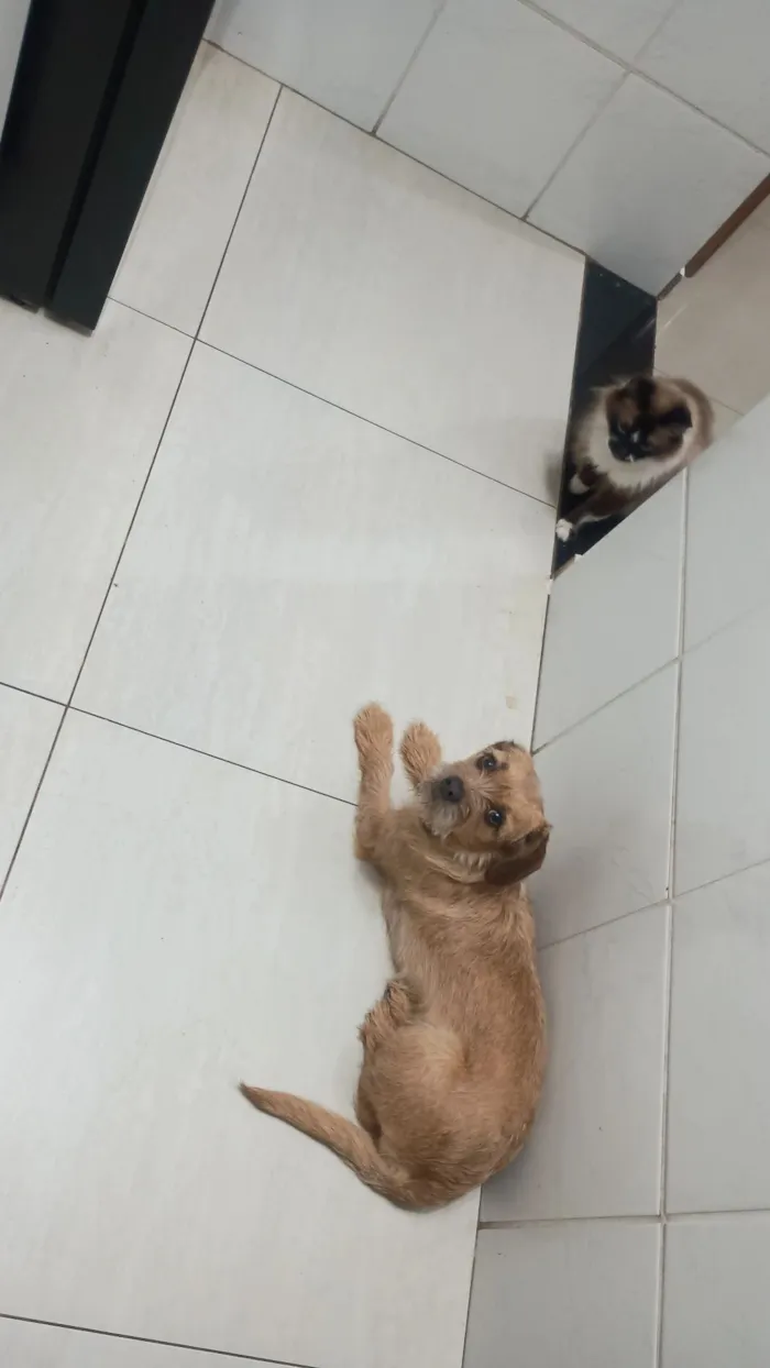 Cachorro raça SRD-ViraLata idade 2 anos nome pelúcia 