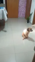 pelúcia 