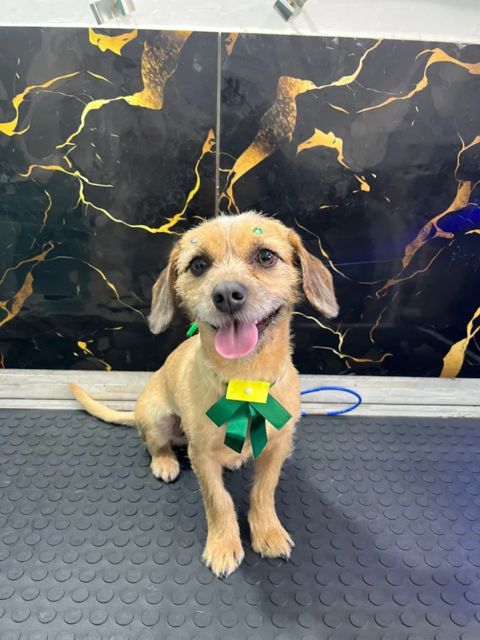 Cachorro raça SRD-ViraLata idade 2 anos nome pelúcia 