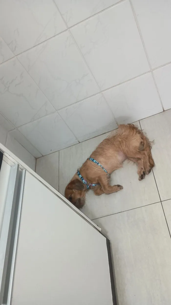 Cachorro raça SRD-ViraLata idade 2 anos nome pelúcia 