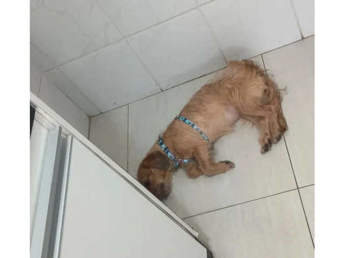 Cachorro raça SRD-ViraLata idade 2 anos nome pelúcia 