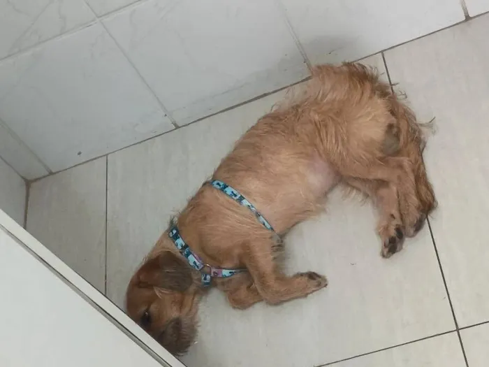 Cachorro raça SRD-ViraLata idade 2 anos nome pelúcia 