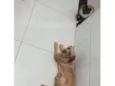 pelúcia 