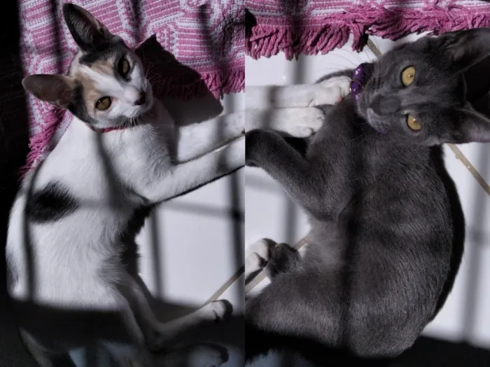 Gato raça SRD-ViraLata idade 7 a 11 meses nome mimi e lulu 