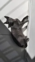 mimi e lulu 