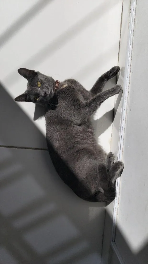Gato raça SRD-ViraLata idade 7 a 11 meses nome mimi e lulu 