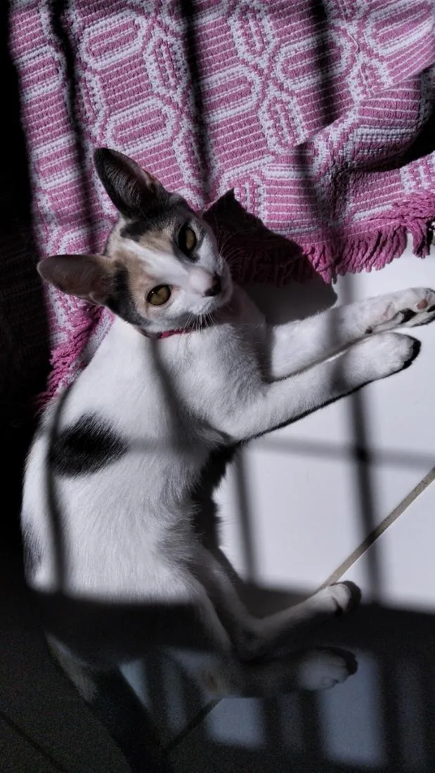 Gato raça SRD-ViraLata idade 7 a 11 meses nome mimi e lulu 