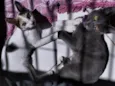 mimi e lulu 