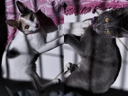 Gato raça SRD-ViraLata idade 7 a 11 meses nome mimi e lulu 