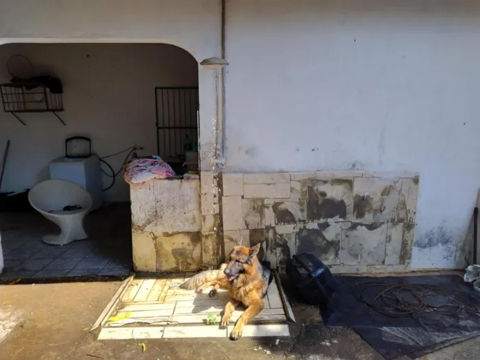 Cachorro raça Pastor Alemão idade 4 anos nome Zeus