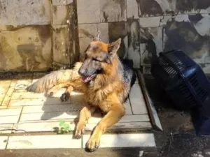 Cachorro raça Pastor Alemão idade 4 anos nome Zeus